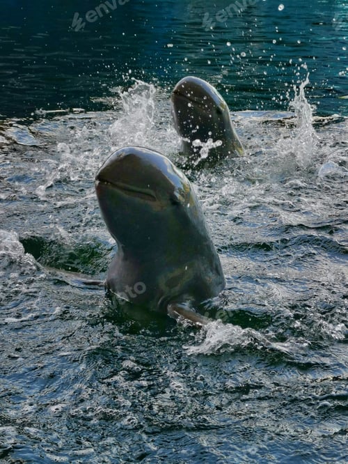 Preview: Two Dolphins Swim In The Pool At Pataya Thailand.