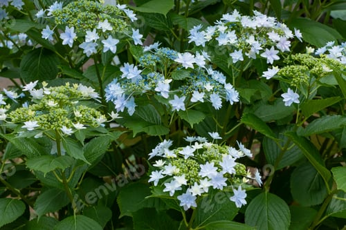 Preview: Beautiful Hydrangea In Early Summer