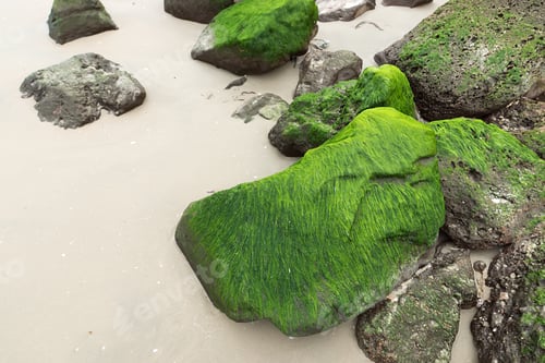 Preview: Green Algae On Rocks At The Beach.