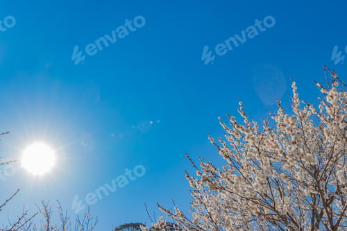 Preview: Beautiful White Plum And Big Sun
