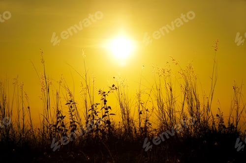 Preview: Silhouettes Flower Grass Impact Sunlight.