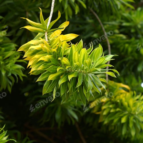 Preview: Song Of Jamaica. (Dracaena Reflexa (Decne.) Lam.)