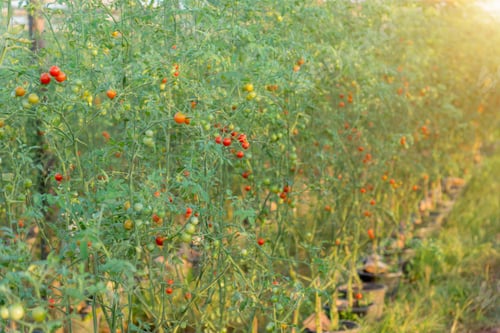 Preview: Cherry Tomato On Tree In The Cultivation Farms With Sunlight. ( Lycopersicon Esculentum)