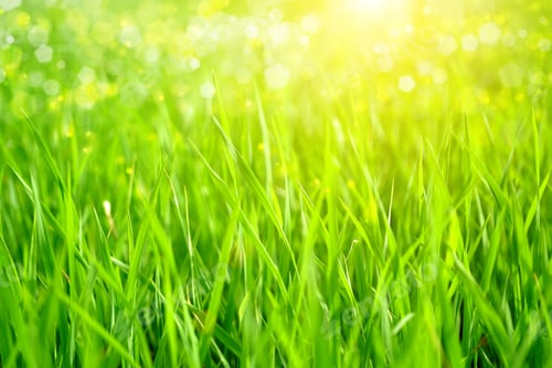 Preview: Green Grass And Light.