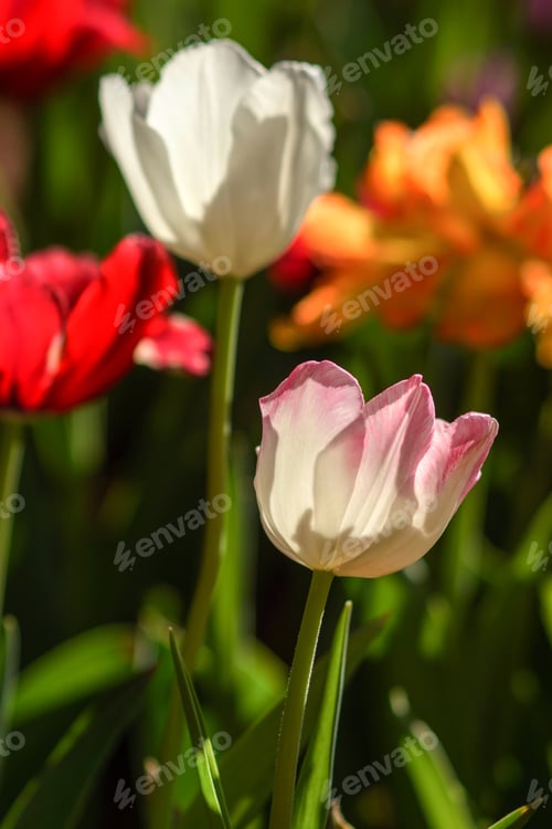 Preview: Tulips Are Blooming In The Garden.