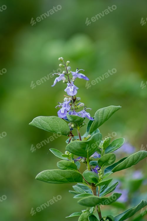 Preview: Close Up Of Vitex Trifolia Plant With Green Background.