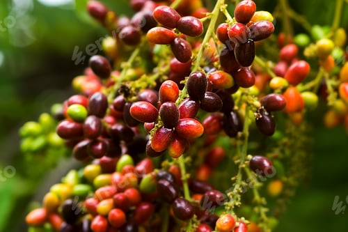 Preview: Herb Fruit Of Lepisanthes Rubiginosa Tree.