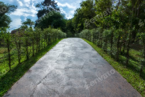 Preview: Walkway In The Garden With Trees