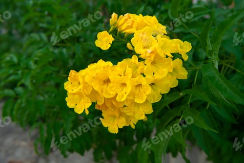 Preview: Close Up Yellow Elder, Trumpetbush Flower. (Scientific Name Tecoma Stans)