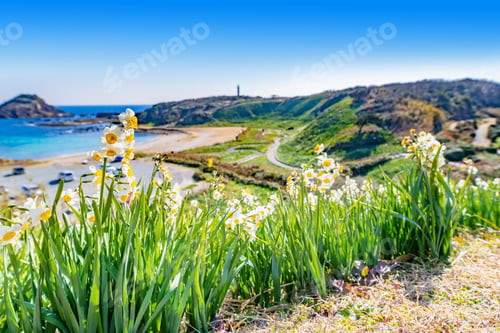 Preview: Wild Narcissus Community And Red Aloe Flowers In Tsumekizaki, Shimoda City, Shizuoka Prefecture