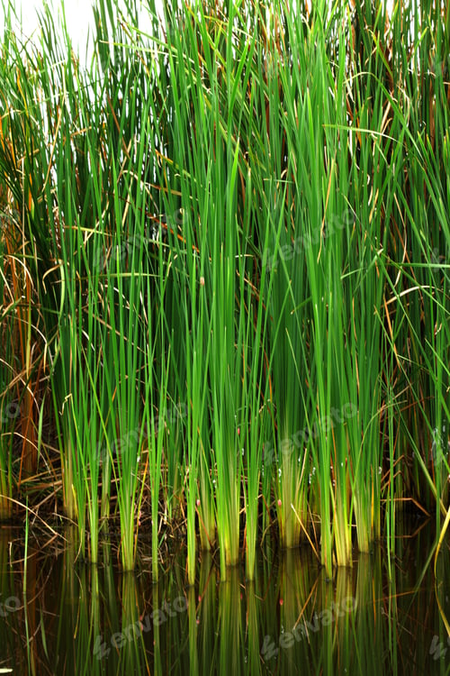 Preview: Thai Papyrus (Typha Angustifolia)