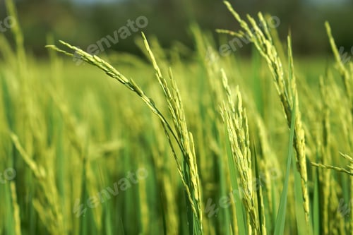Preview: Young Rice Seeds
