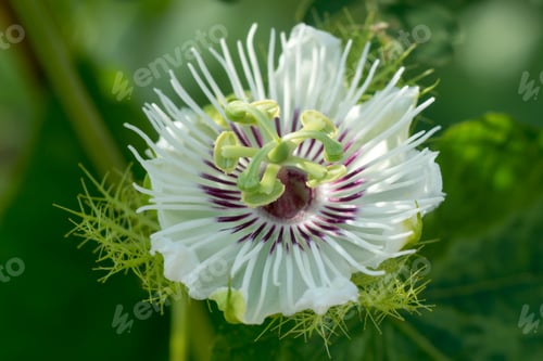 Preview: Fetid Passionflower, Scarletfruit Passionflower, Stinking Passionflower (Passiflora Foetida)