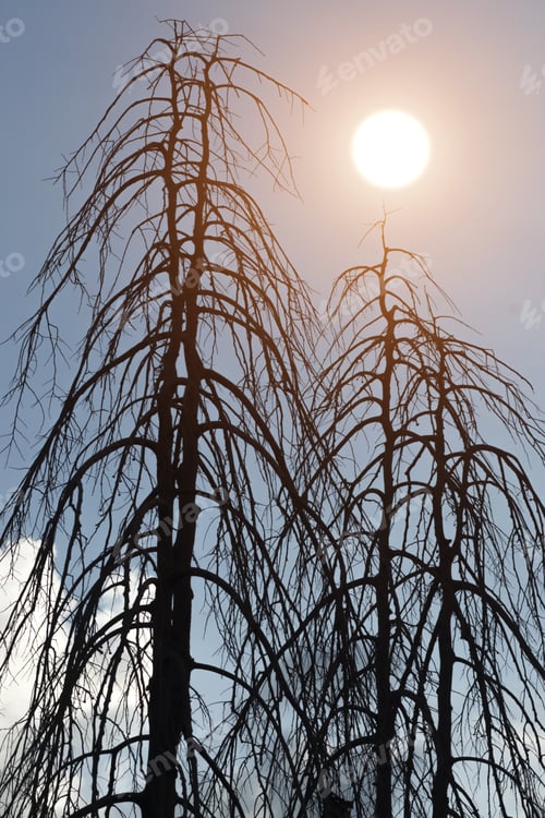 Preview: Mysterious Tree, Scary Forest With Sun.
