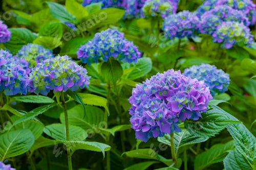 Preview: Hydrangea In Early Summer