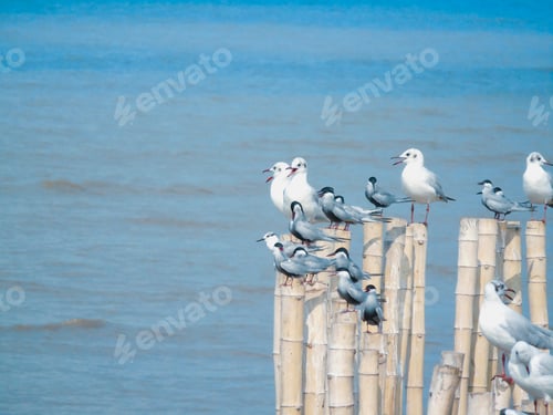 Preview: Seagulls Bird On The Bamboo Poles Placed In The Water And Background Blue Sky Over The Sea With Day