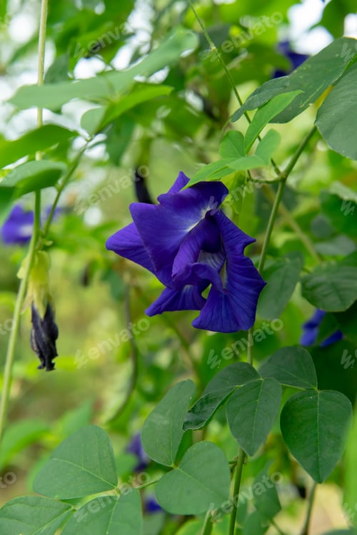 Preview: Side Of Blue Pea Flower Or Butterfly Pea Flower (Clitoria Ternatea) With Leaves On Ivy.