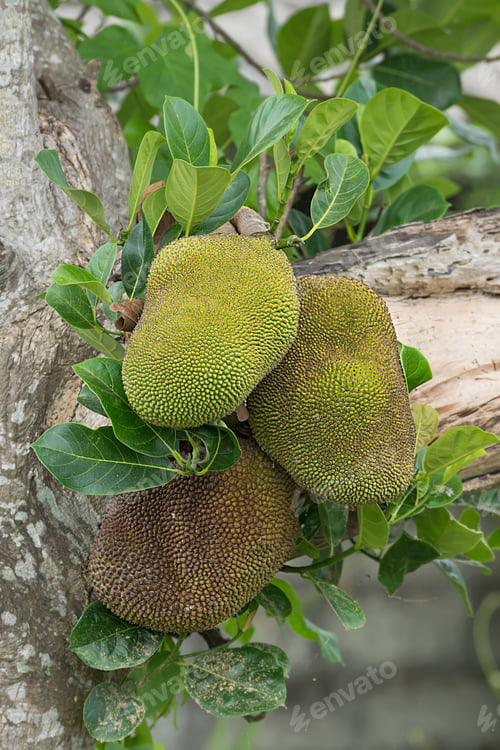 Preview: Raw Jackfruit On Tree.