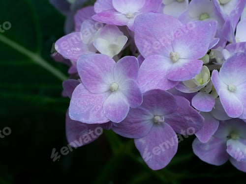 Preview: Close Up Pink Hydrangea Flower With Water On Petals After Rain Fall.