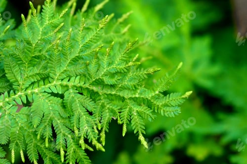 Preview: Fresh Green Leaves Of Fern (Spike Moss Family)