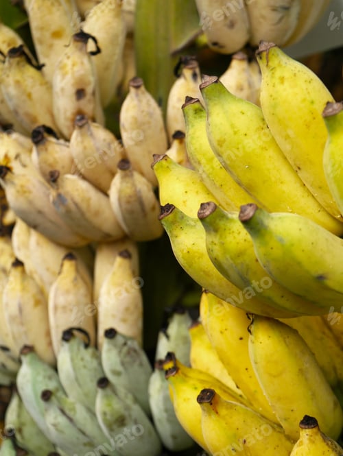 Preview: Bunch Of Bananas On Tree