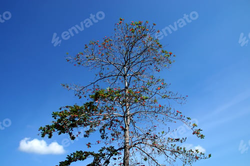 Preview: Tropical Almond Tree.