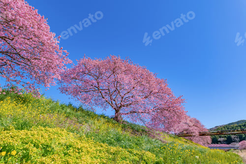 Preview: Kawazu Cherry Blossoms In Minamiizu-Cho, Kamo-Gun, Shizuoka Prefecture