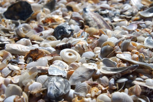 Preview: Background Of Small Shells On The Beach In The Summer.