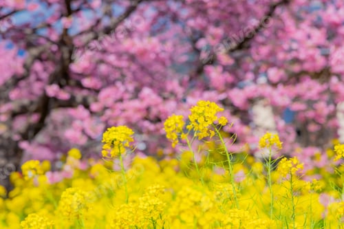 Preview: Beautiful Pink Kawazu Cherry Blossoms
