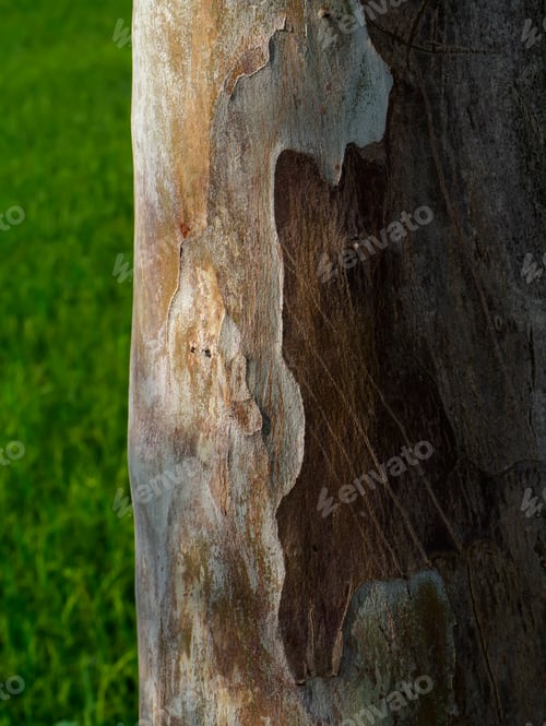 Preview: Close Up Bark Of Eucalyptus Tree (Scientific Name - Eucalyptus Globulus Labill) With Green Blur