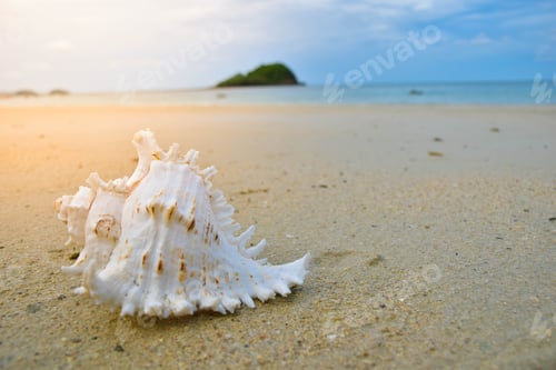 Preview: White Shells Placed On The Beach.