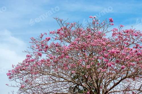Preview: Pink Trumpet Flower With Blue Sky And Soft Cloud. (Tabebuia Rosea Tree)