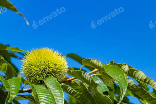 Preview: Summer Chestnut Tree