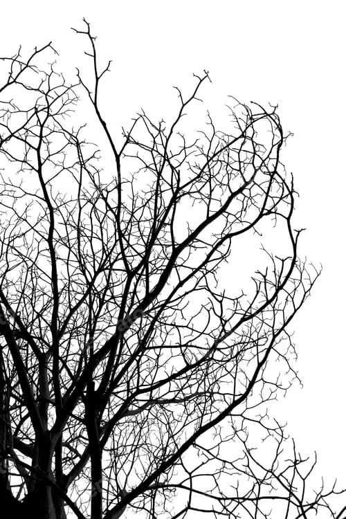 Preview: Silhouette Branch Of Death Tree On White Background.