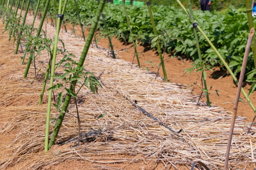 Preview: Landscape Of Agricultural Crop Field In Early Summer