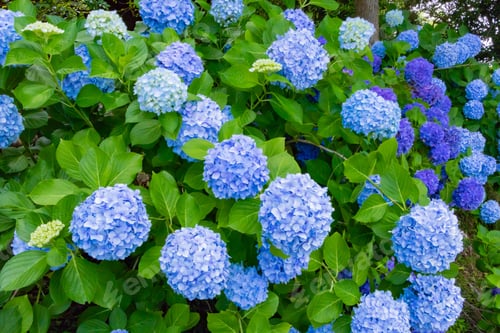 Preview: Hydrangea In Early Summer