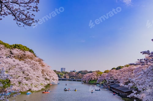 Preview: Cherry Blossoms At Tokyo Chidorigafuchi