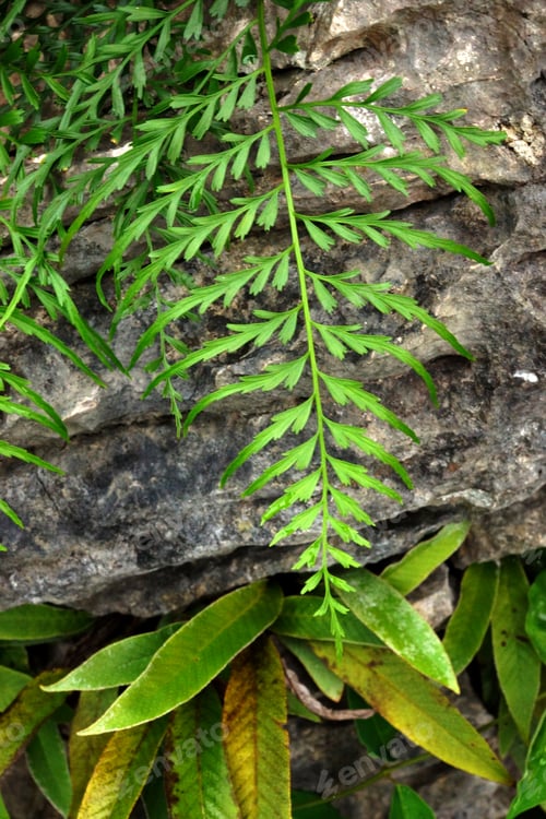 Preview: Green Fern Leaves