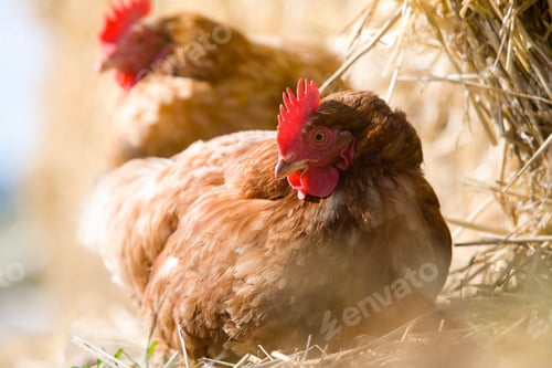 Preview: A Close Up Shot Of Hens Sitting In Hay With Selective Focus.