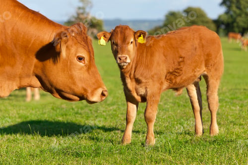 Preview: A Medium Shot Of A Cow And A Calf Standing In A Green Field.
