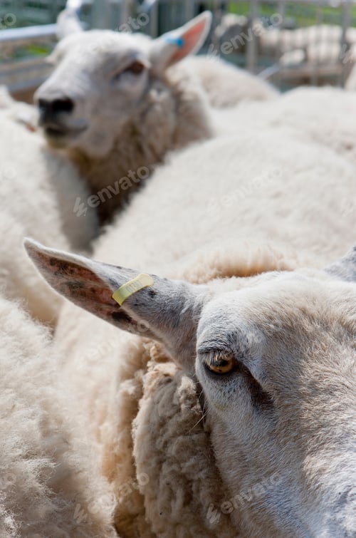 Vorschau: Eine Nahaufnahme der Augen eines Schafes in einem überfüllten Tierstall.