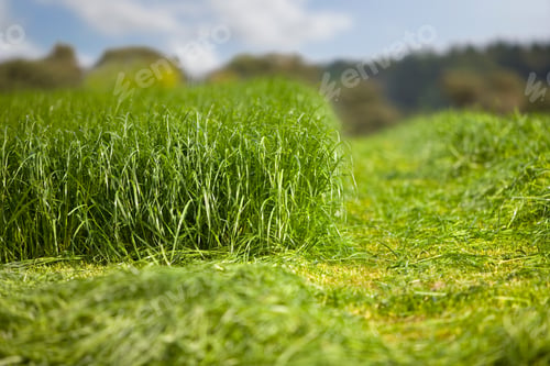 Preview: A Full Grown Grass In Selective Focus To Be Cut For Silage With The Help Of A Mowing Tractor
