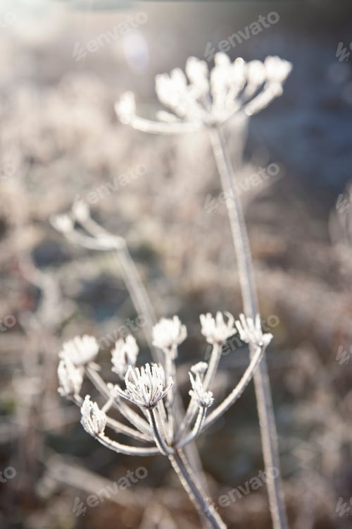 Preview: A Close Up Portrait Shot Of Beautiful Frost Covered Cow Parsley Stalks In Winter With Parsley In