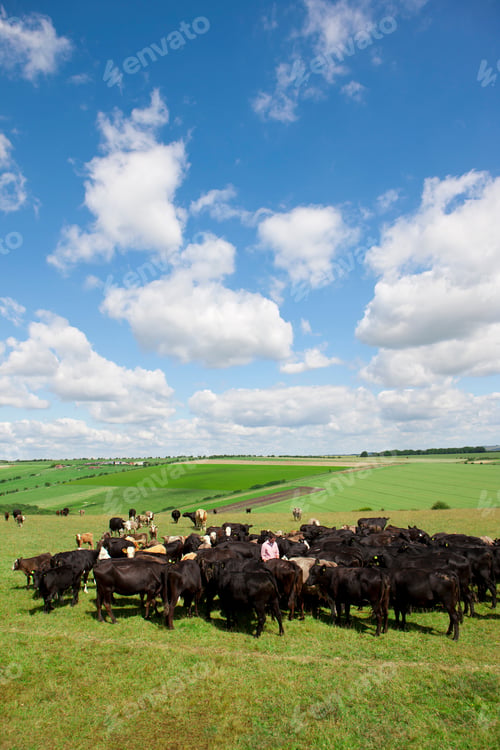Preview: A Wide Vertical Shot Of A Farmer Standing Among A Herd Of Cattle In A Sunny Rural Field.