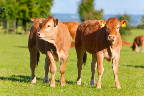 Preview: A Medium Shot Of Two Young Cows Standing In A Green Field.