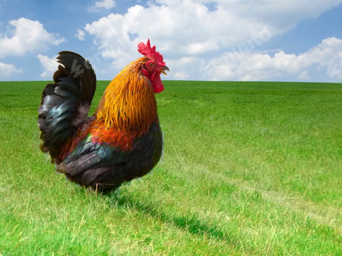 Preview: A Close Up Shot Of A Rooster In A Sunny Rural Field.