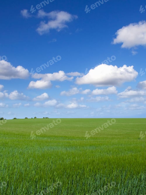 Preview: A Full Length Vertical View Of Young Barley Crop Growing On A Farm Field Under The Bright Blue Sky