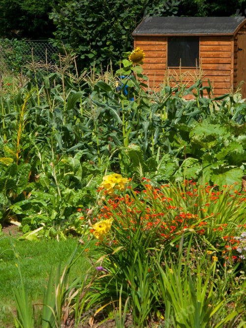 Preview: A Sunny Rural Garden With A Shed In Background.