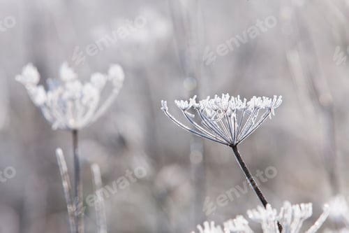 Preview: A Close Up Shot Of A Snow Covered Cow Parsley Stalk In Winter.