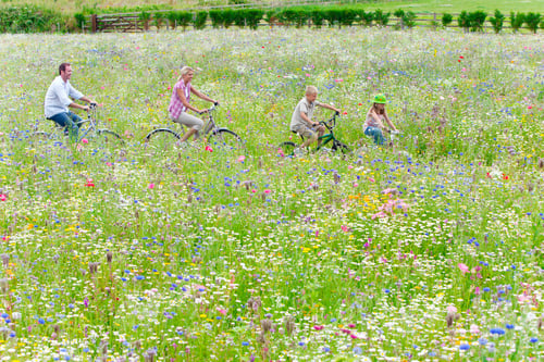 Preview: A Medium Shot Of A Family Riding Bicycles Together In A Row In A Wildflower Field.